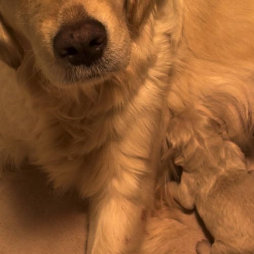 Chiots golden retriever à réserver #0