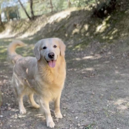 Chiots golden retriever à réserver #4