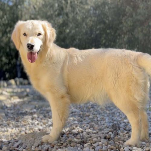 Chiots golden retriever à réserver #6