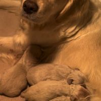 Chiots golden retriever à réserver #1