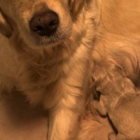 Chiots golden retriever à réserver