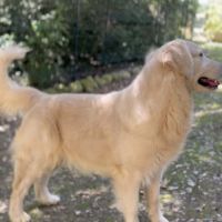 Chiots golden retriever à réserver #5