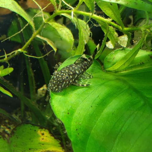 Laveur de fond (ancitrus)