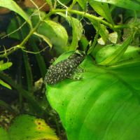 Laveur de fond (ancitrus) #0