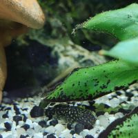 Laveur de fond (ancitrus) #2