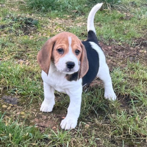 Magnifique beagle lof #1