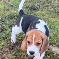 Magnifique beagle lof