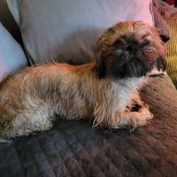 Vito shih tzu de 14 mois pour saillie #2