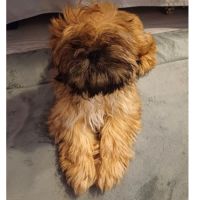 Vito shih tzu de 14 mois pour saillie #6