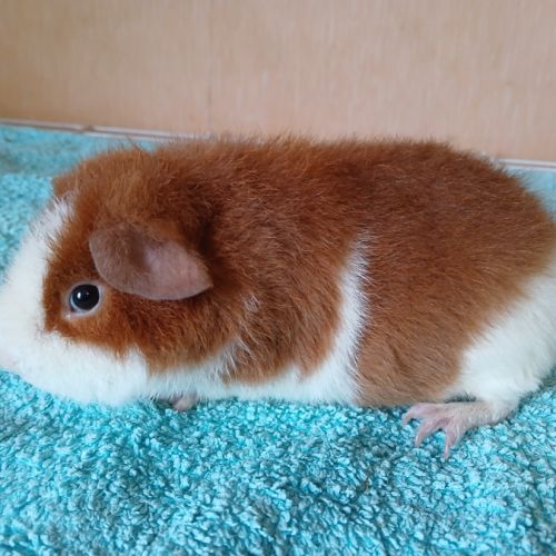 Petits frères cochons d'inde us teddy pure race #1