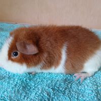 Petits frères cochons d'inde us teddy pure race #1