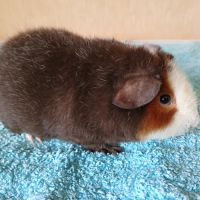 Petits frères cochons d'inde us teddy pure race #2