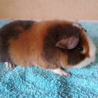 Petits frères cochons d'inde us teddy pure race