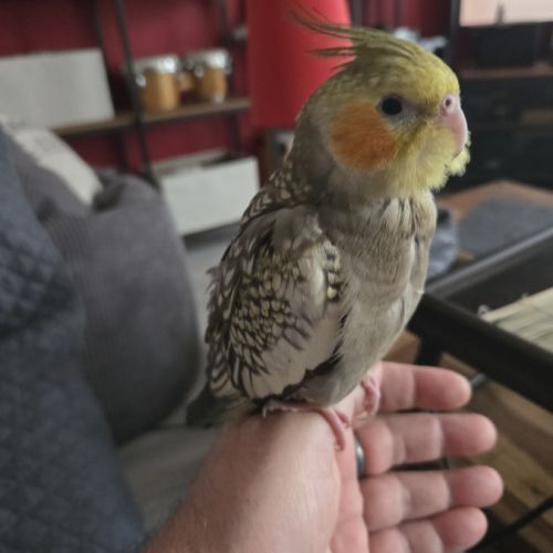 Bébés  calopsittes. #1