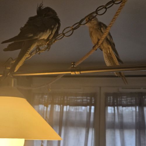 Bébés  calopsittes. #2