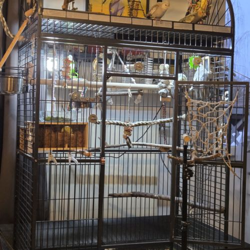 Bébés  calopsittes. #4