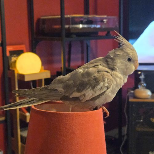 Bébés  calopsittes. #5