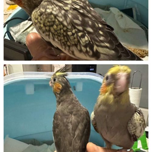 Bébés  calopsittes. #6