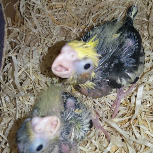 Bébés  calopsittes. #0