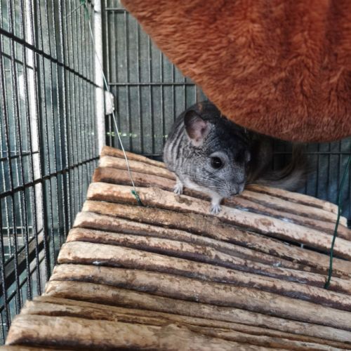 Gentil chinchilla #2