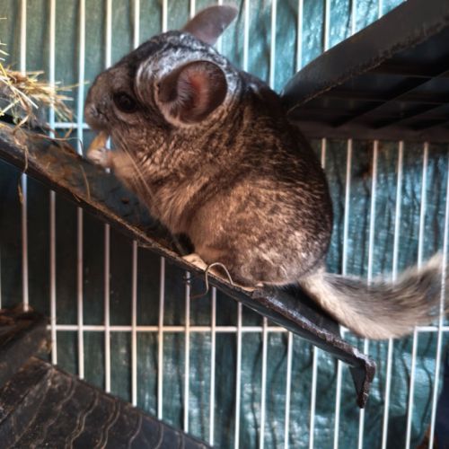 Gentil chinchilla #4