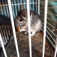 Gentil chinchilla #3