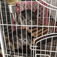 Gentil chinchilla #5