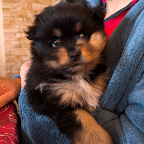 Choupinette anastasia #0