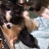 Choupinette anastasia #2