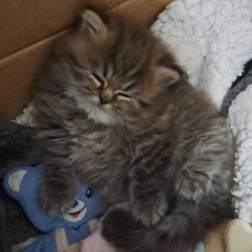 Mâle persan chinchilla #2