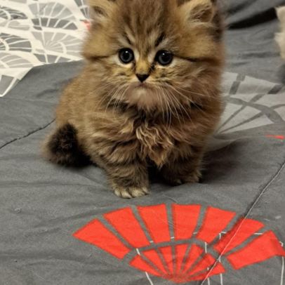 Mâle persan chinchilla #0