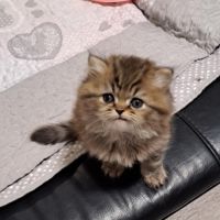 Mâle persan chinchilla #1