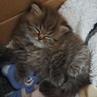 Mâle persan chinchilla #2