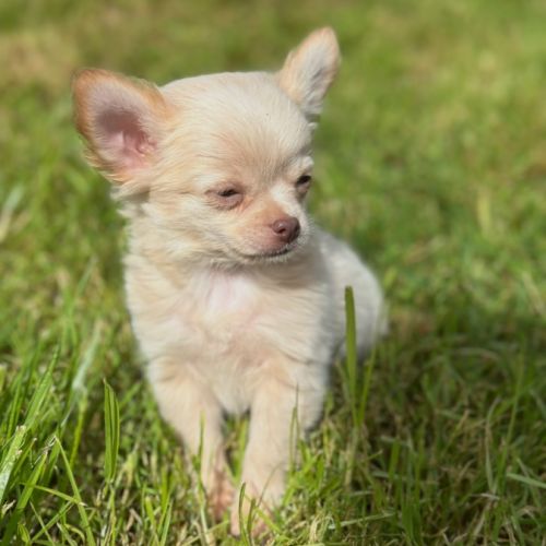 À réserver chiots chihuahua