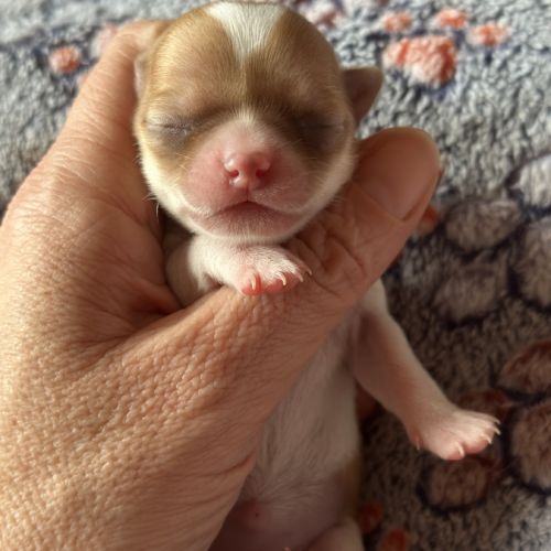 À réserver chiots chihuahua #1