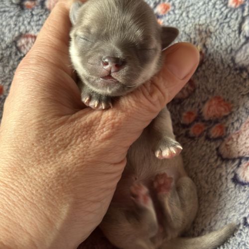 À réserver chiots chihuahua #2