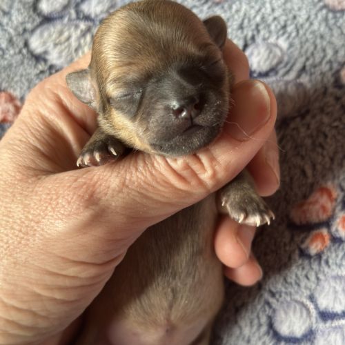 À réserver chiots chihuahua #0