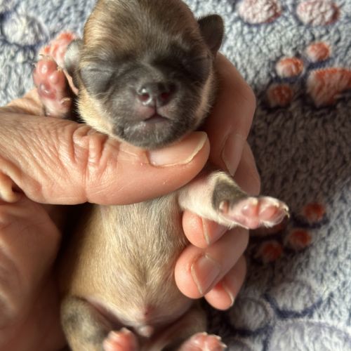 À réserver chiots chihuahua #7