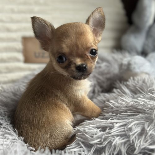 À réserver chiots chihuahua #2