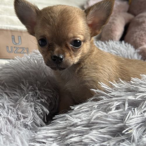 À réserver chiots chihuahua #3