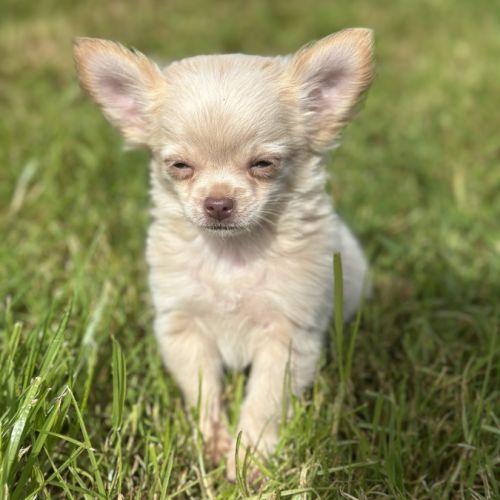 Disponible chiot chihuahua #3