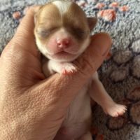 À réserver chiots chihuahua #1