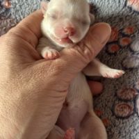 À réserver chiots chihuahua #3