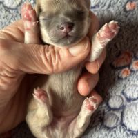 À réserver chiots chihuahua #6