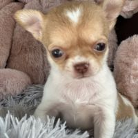 À réserver chiots chihuahua