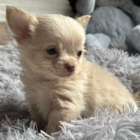 À réserver chiots chihuahua