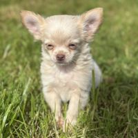 Disponible chiot chihuahua #3