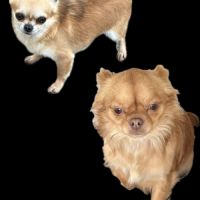 À réserver chiots chihuahua #8