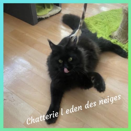 Chatons maine coon loof réservation #1