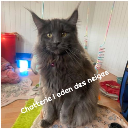 Chatons maine coon loof réservation #3